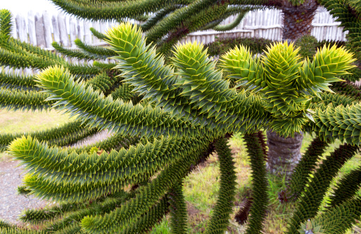 Araucaria, national tree of Chile