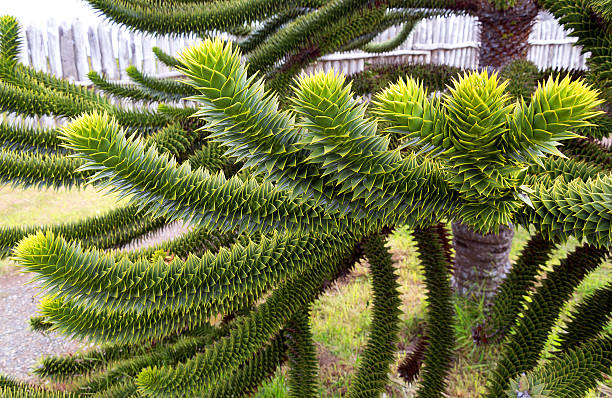 Araucaria tree Araucaria, national tree of Chile araucaria heterophylla stock pictures, royalty-free photos & images