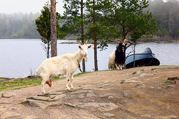 Two goats and a boat on the island, Valaam Island, Russia