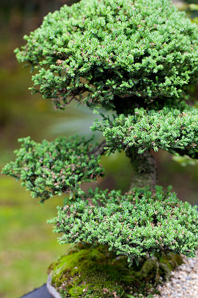 istock Beautiful Bonsai in the park 482447216