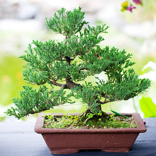 istock Beautiful Bonsai in the park 482447588