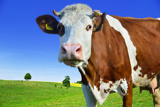 istock Young cow isolated on a white background 482447630