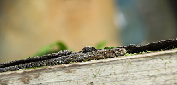 Waldeidechse (Zootoca vivipara) Brown lizard basking in the sun zootoca vivipara stock pictures, royalty-free photos & images