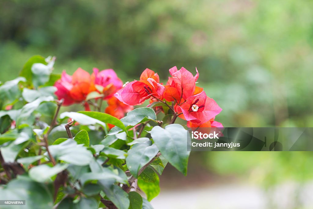 Beautiful bougainvillea flowers 2015 Stock Photo