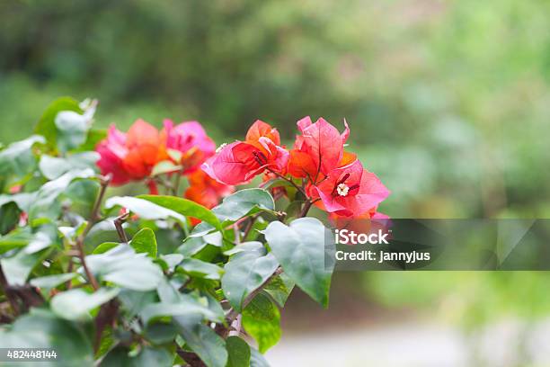 Beautiful Bougainvillea Flowers Stock Photo - Download Image Now - 2015, Asia, Bonsai Tree