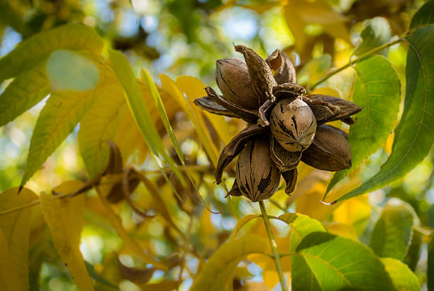 ピーカンナットクラスターに囲まれた、黄色および緑の葉 - pecan nut hickory tree food and drink ストックフォトと画像