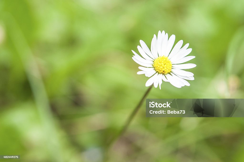 springtime is a daisy in the grass Close-up Stock Photo