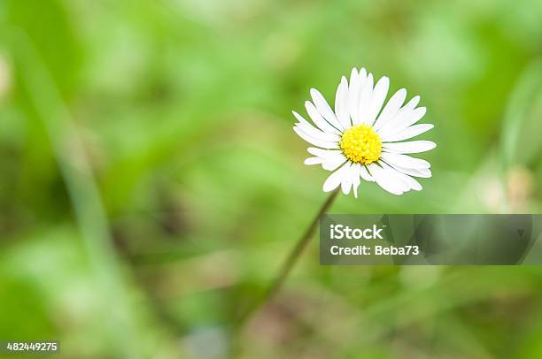 Springtime Is A Daisy In The Grass Stock Photo - Download Image Now - Close-up, Daisy, Extreme Close-Up