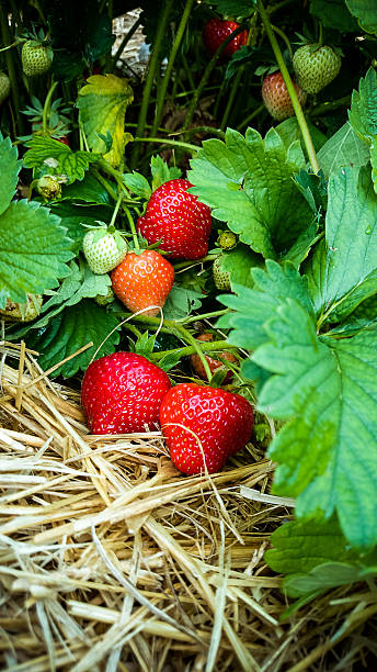 istock Strawberry Field with Ripe strawberries 482451080