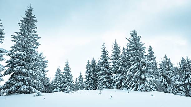 istock Spruce Tree Forest Covered by Snow in Winter Landscape 482451222