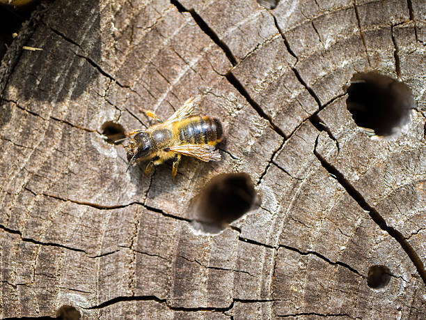 Wild bee around it's wooden nesting holes stock photo