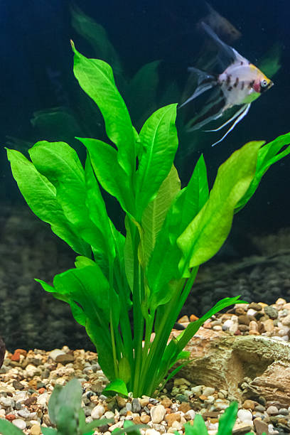 istock Aquarium with some tropical fisches 482451770