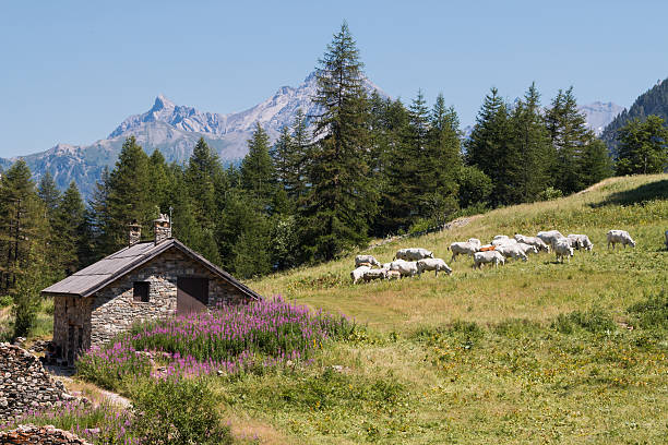 herd cattle grazing in a flowery pasture near a chalet in italian alps.