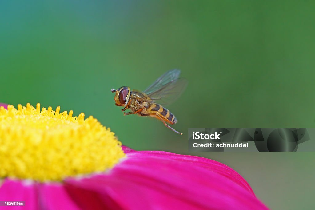 Hoverfly at the fly Hoverfly at the fly on red daisy,Eifel,Germany. 2015 Stock Photo