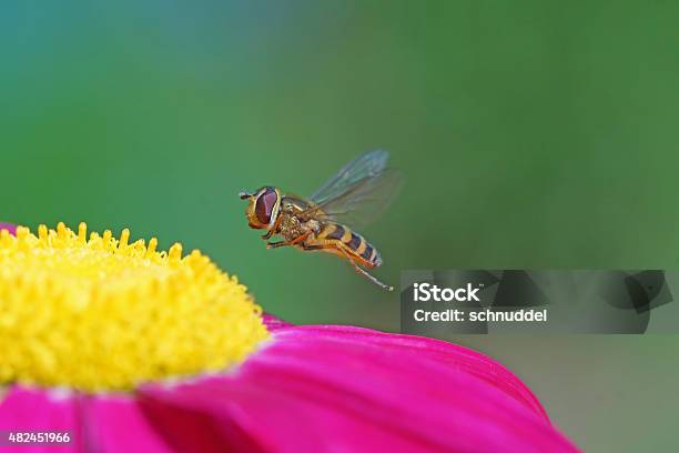 Hoverfly At The Fly Stock Photo - Download Image Now - 2015, Animal, Close-up