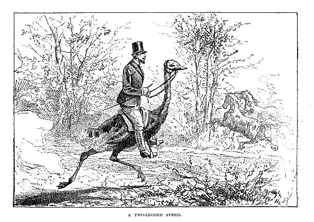 illustrations, cliparts, dessins animés et icônes de homme équitation autruche - soldat