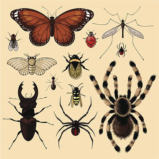 Vector illustration of Insects