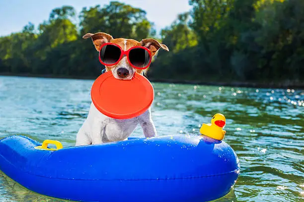 Photo of beach summer dog