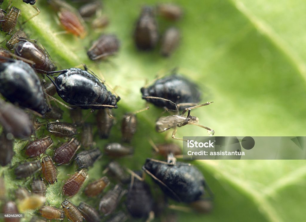 Puceron sur une feuille.  Macro.  Gros plan extrême - Photo de Agriculture libre de droits