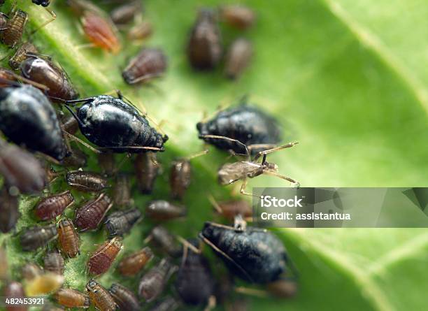 Photo libre de droit de Puceron Sur Une Feuille Macro Gros Plan Extrême banque d'images et plus d'images libres de droit de Agriculture