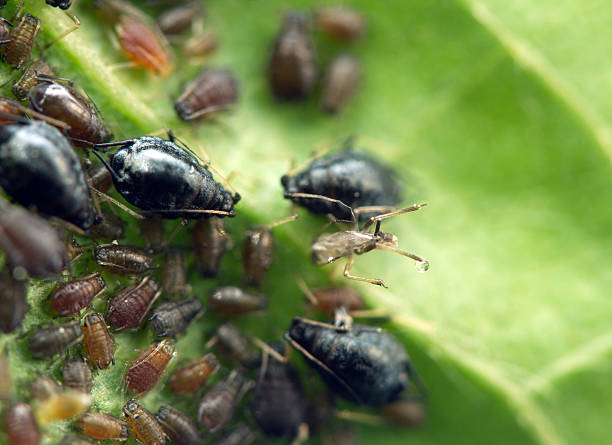 Some Aphids 240+ Are Aphids Bad For Trees Stock Photos, Pictures & Royalty-Free ...