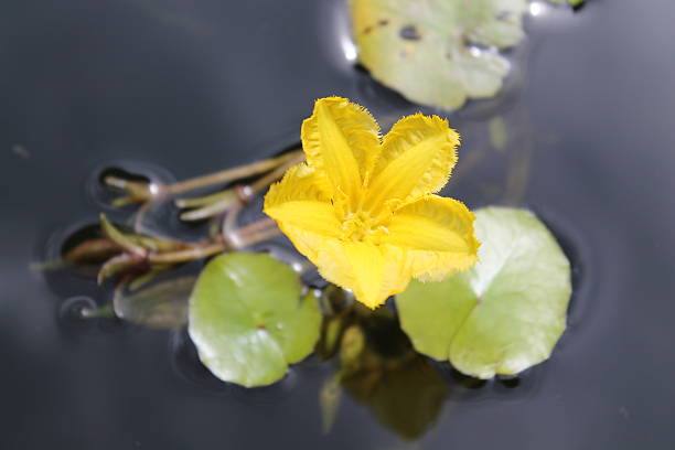 Nymphoides peltata this is a beautiful yellow flower that was in my pond last year. it looks like a waterlily, but it is a little bit different from a waterlily. peltata stock pictures, royalty-free photos & images