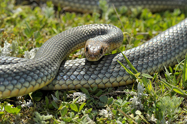 Snake in natural habitat (Dolichophis caspius) stock photo