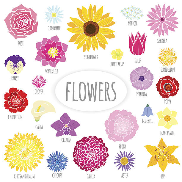 ilustraciones, imágenes clip art, dibujos animados e iconos de stock de juego de fondo con flores. - tulip sunflower single flower flower