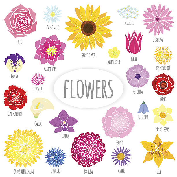 illustrazioni stock, clip art, cartoni animati e icone di tendenza di set di piatto astratto fiori. - single flower chrysanthemum design plant