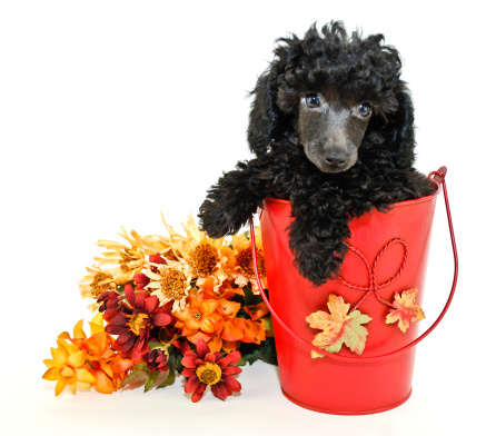 Black Poodle sitting in a bucket with fall colored flowers, on a white background.