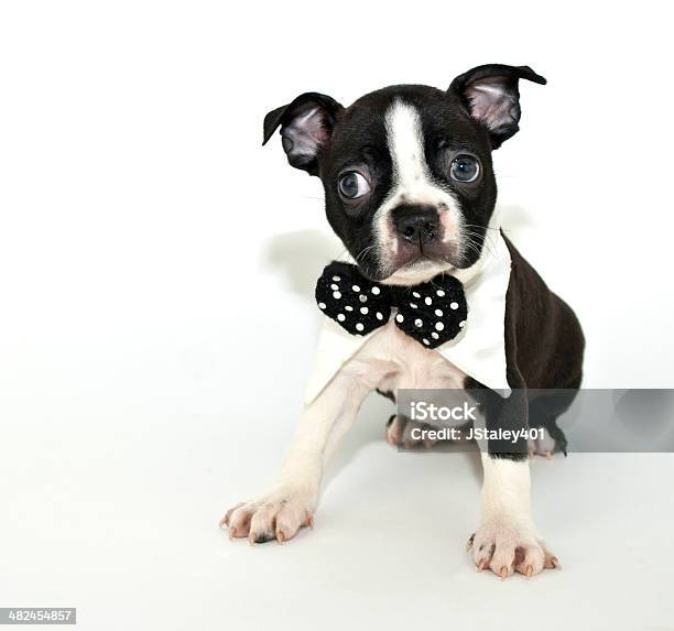 Boston Terrier Puppy Stock Photo - Download Image Now - Affectionate, Alertness, Animal