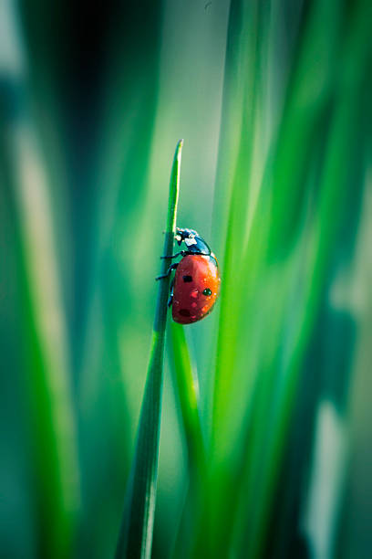 marienkäfer auf gras - ladybug nature spring drop stock-fotos und bilder