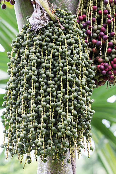 istock Red and green palm fruit on the tree 482456376