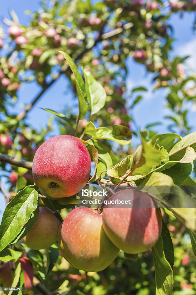 Äpfel im Obstgarten - Lizenzfrei Agrarbetrieb Stock-Foto