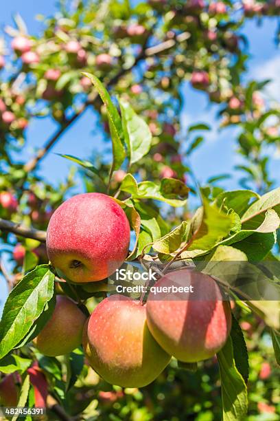 Äpfel Im Obstgarten Stockfoto und mehr Bilder von Agrarbetrieb - Agrarbetrieb, Apfel, Apfelbaum