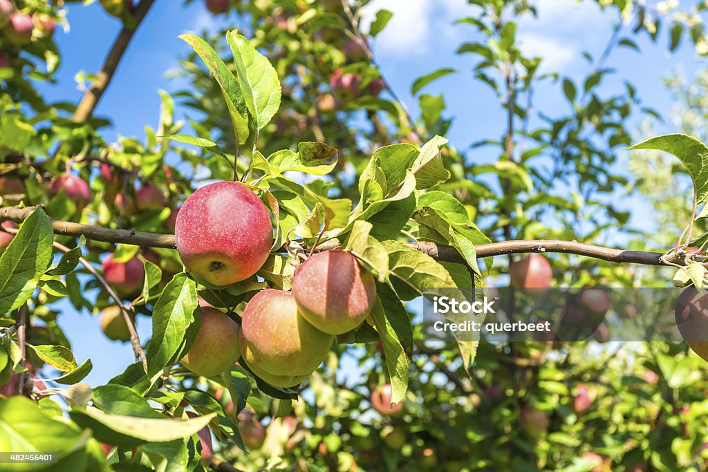 Äpfel im Obstgarten - Lizenzfrei Agrarbetrieb Stock-Foto