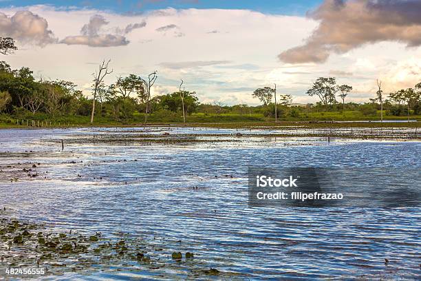 Wetlands In Pantanal Brazil Stock Photo - Download Image Now - Amazon Region, Amazon River, Aquatic Organism