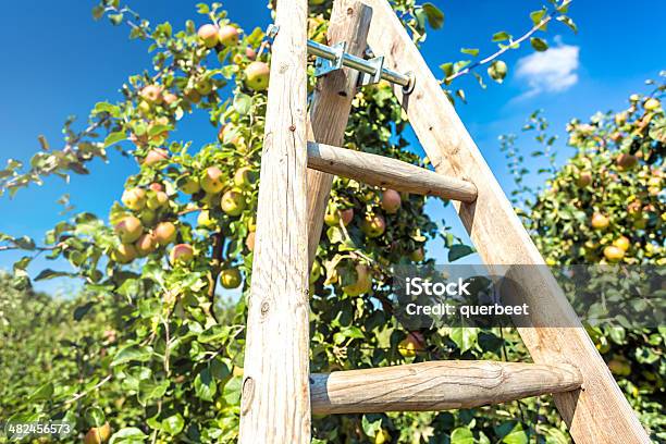 Äpfel Mit Leiter Stockfoto und mehr Bilder von Agrarbetrieb - Agrarbetrieb, Apfel, Apfelbaum
