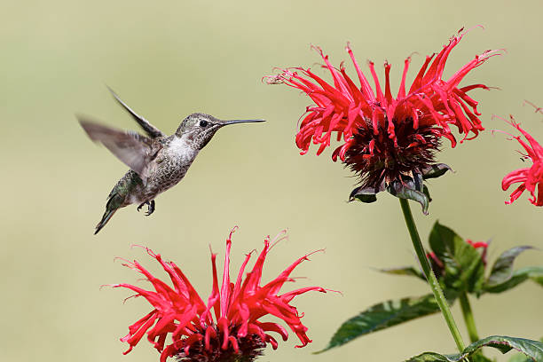 beija-flor e abelha cieiro - bird hummingbird flying annas hummingbird imagens e fotografias de stock