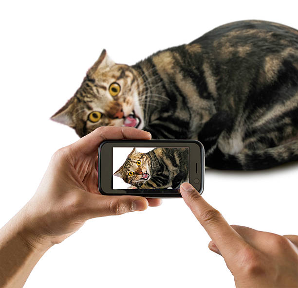 Todo 18+ Foto vídeos de animales salvajes cazando Lleno Todo 18+ Foto vídeos de animales salvajes cazando Lleno