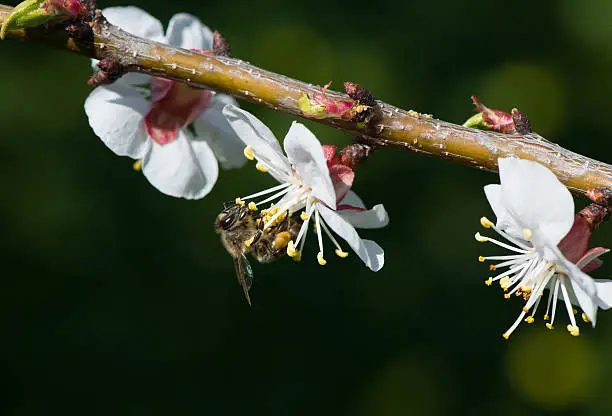 Photo of Honey bee on a white flower