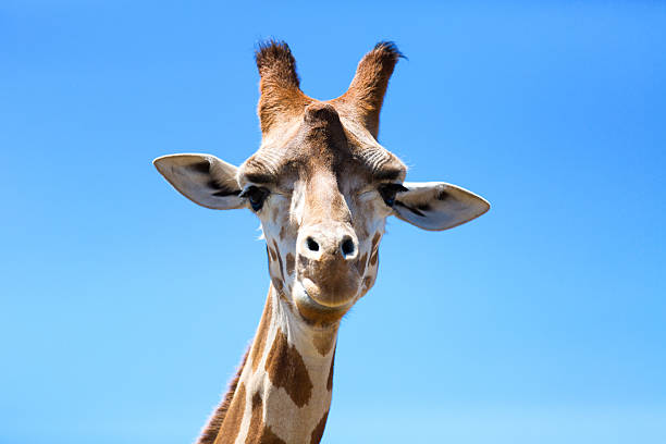 istock Portrait of a curious giraffe (Giraffa camelopardalis) over blue 482457594