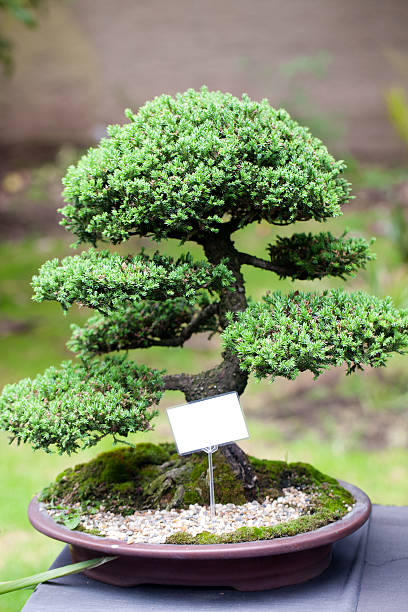 istock Beautiful Bonsai in the park 482457660