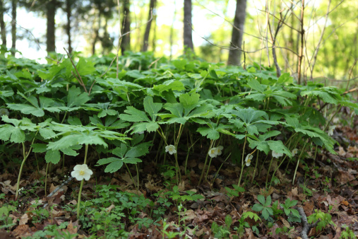 Mayapple goes by many names including hogapple,indian apple, mayflower, umbrella plant and wild mandrake.  It is a perennial plant native to North America.  It emerges from the ground in early spring.  The plant produces a white flower which forms a small fruit.  
