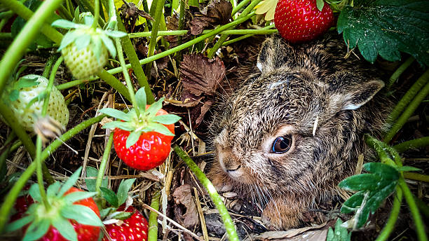Grey hare among ripe strawberries Grey hare among ripe strawberries, macro hare and leveret stock pictures, royalty-free photos & images