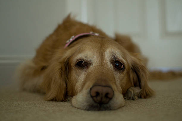 istock Golden retriever laying on the ground 482460056