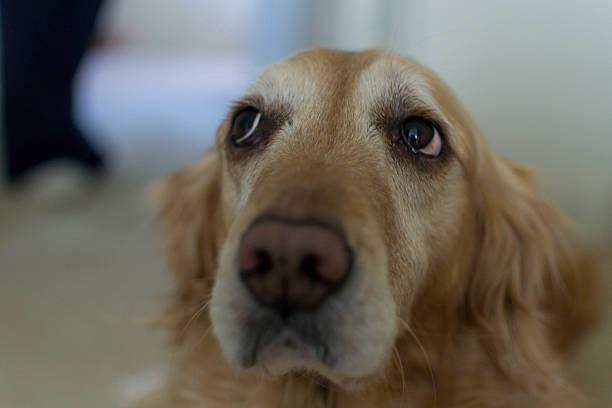 istock Golden Retriever Eyes 482460276