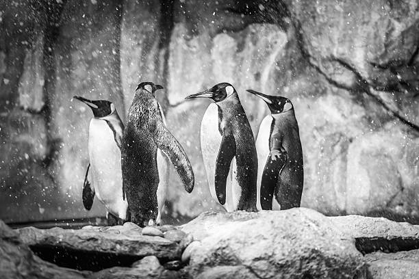 istock King Penguin in snow storm 482460296