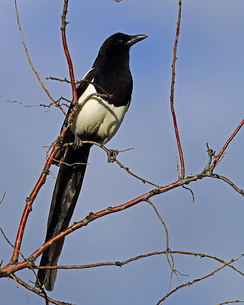 istock Black-billed Magpie Adult Vertical Format 482460790
