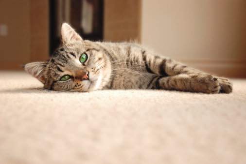Cute tabby cat with green eyes laying on carpet